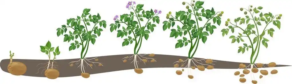马铃薯植物生长周期照片