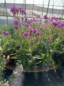 桑托斯矮生马鞭草盆栽让花园灿烂一夏花园植物