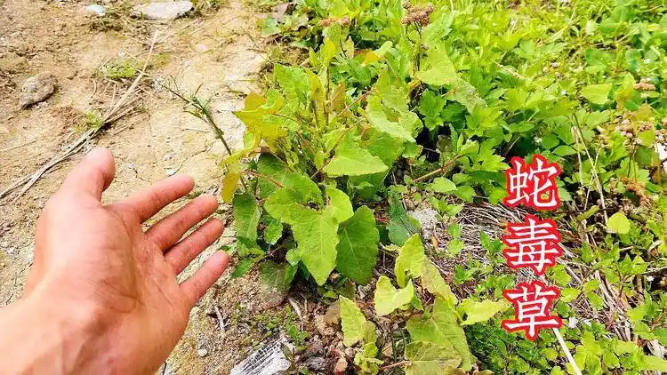 农村生长的蛇毒草就连毒蛇都不敢靠近它赶紧认识一下