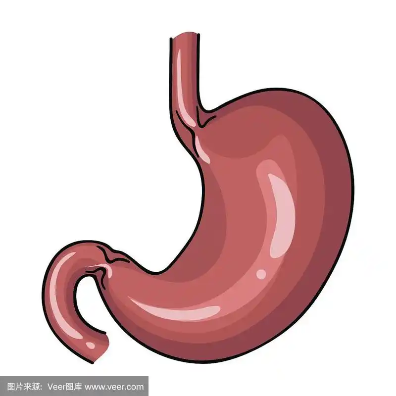 人的胃图标在卡通风格孤立在白色的背景.人体器官符号股票矢量插图.