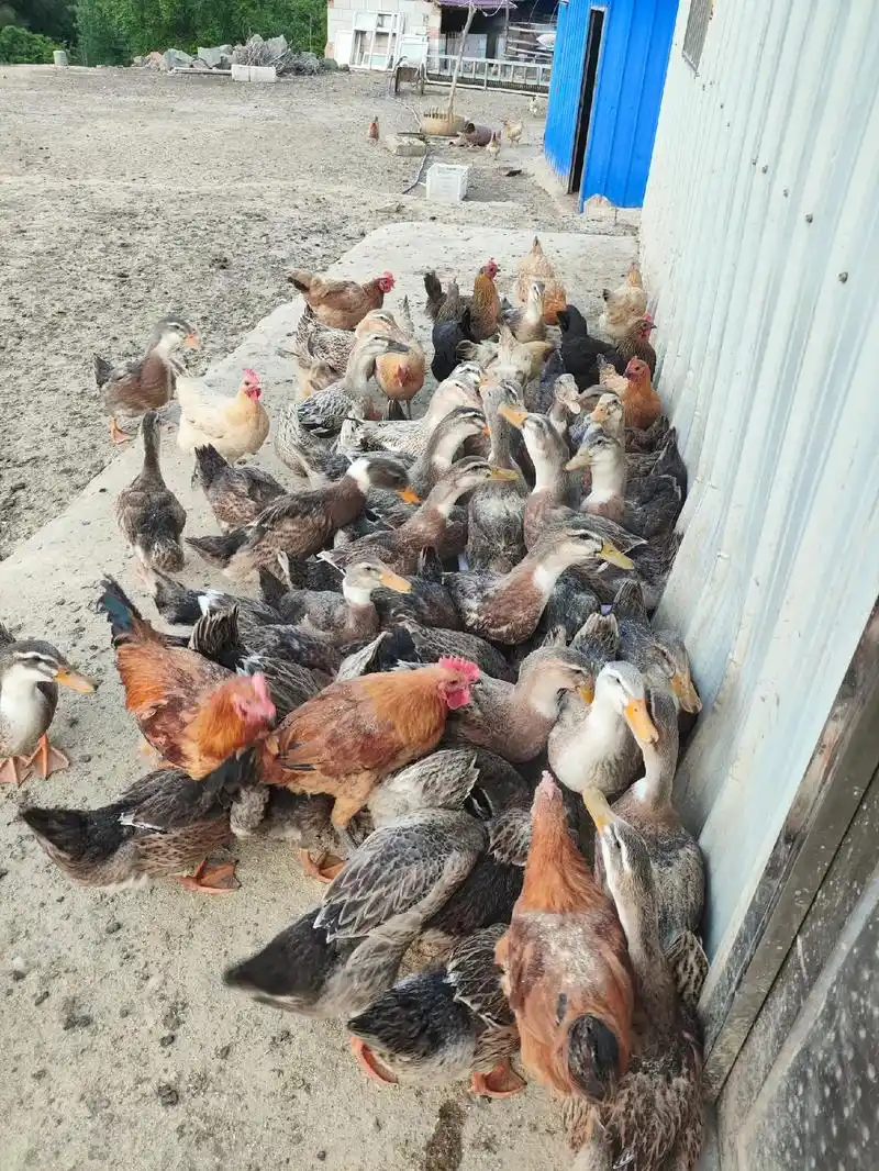 自家养殖 #原生态散养土黑猪 #好吃的猪肉不在超市不在市场 - 抖音