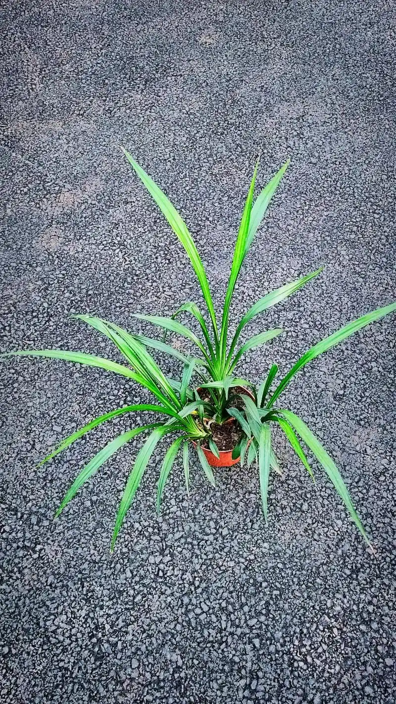 吉祥草.一株很小的幼苗,在小小的花盆里居住了快一年,长得非常 - 抖音