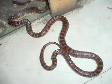 赤链蛇寿命 赤链蛇(赤链蛇)详细资料大全