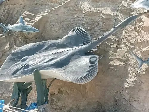 这个是深水中的比目鱼罢!太肥美啦!