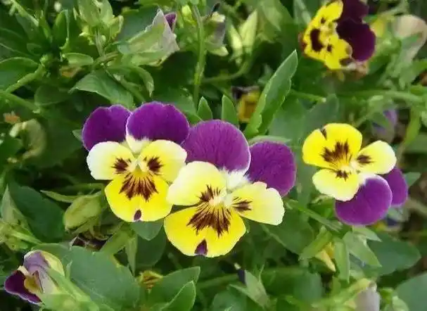 五一带孩子郊游教他认识一下路边常见的98种植物吧建议收藏