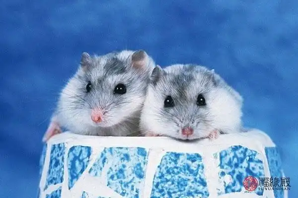 男羊女鼠婚配家破人亡是真的吗