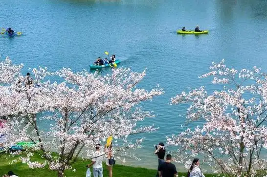 网易首页>网易号>正文申请入驻> 浙江金华武义花田美地的春花烂漫,美