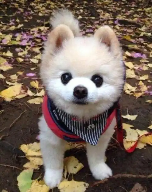 适合女孩子家养的小型犬有哪些(9种体型小又可爱的宠物狗)