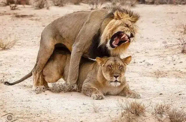 活着就为繁衍什么动物交配时间最长?非它莫属,交配行为贯穿一生