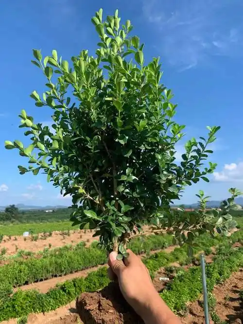 高度30公分冠幅20左右的小叶黄杨苗价格