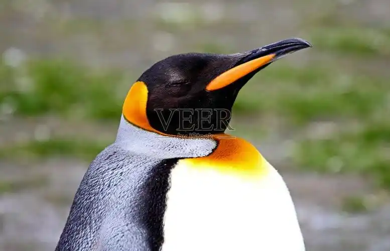 王企鹅照片摄影图片_id:122005715-veer图库
