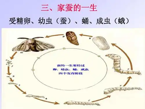 3 动物的生长时期(第一课时) 课件(浙教版七年级下)ppt