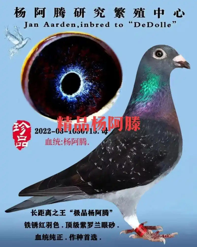 鸽子 超级杨阿滕! - 抖音