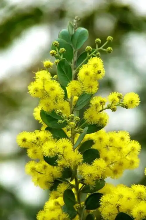 银叶金合欢(拉丁学名: acacia podalyriifolia),是豆科金合欢属一种速
