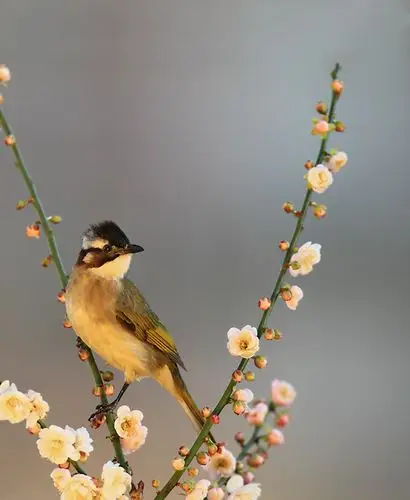 花鸟图 摄影 锋速