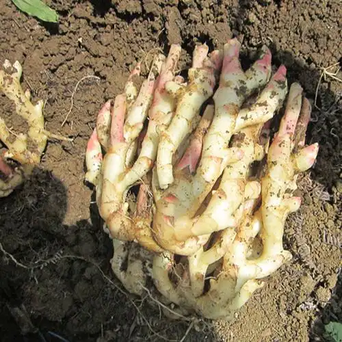 江永香姜湖南特产嫩姜仔姜新鲜红姜芽醋泡腌子姜生姜现挖现发3斤