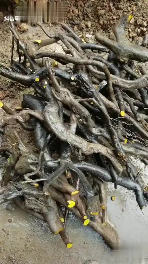 金弹子下山桩通货.-vlog视频-搜狐视频