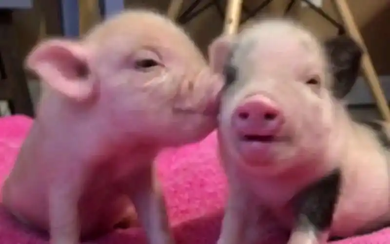 这里全是小猪猪就是要拱你两只小猪猪的亲密日常