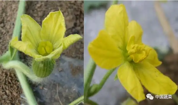 首先要分清雌花和雄花.