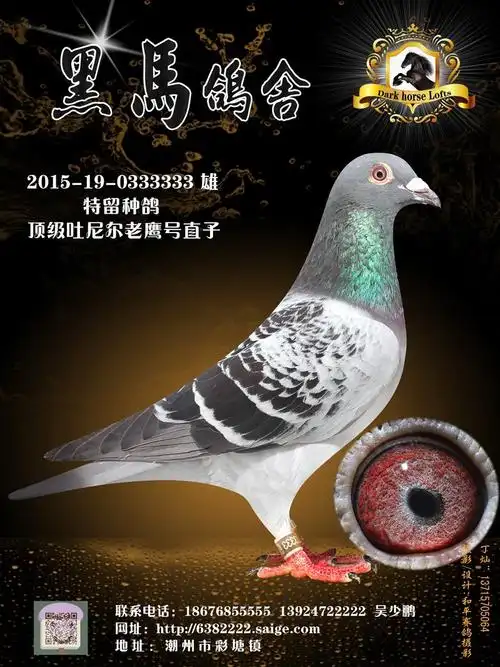 顶级吐尼尔老鹰号直子 0333333_爱鸽展厅_黑马鸽舍 - 赛鸽资讯网