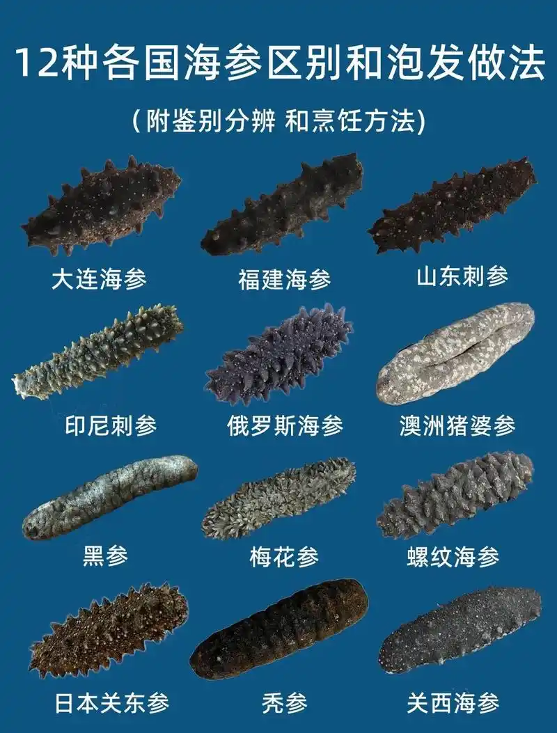 12种不同海参的区别和辨别方法.96附烹饪做||图1是12种 - 抖音