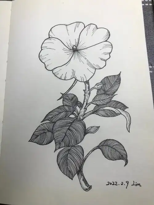 零基础学钢笔画