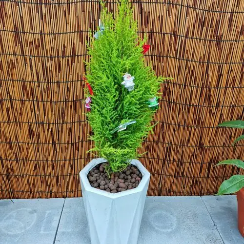 香松树苗净化空气盆景常绿四季室内甲醛圣诞树盆栽绿植