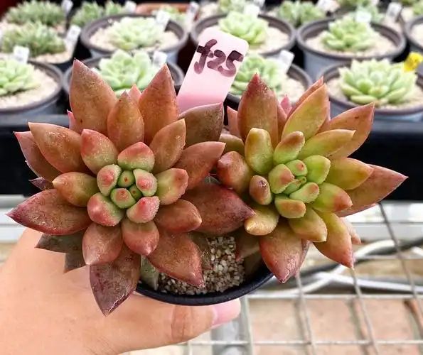 多肉植物 可爱多肉 红蜻蜓 6cm盆 有根! 一物一拍!