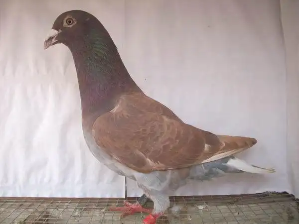 北京鸽之慕利门火凤凰