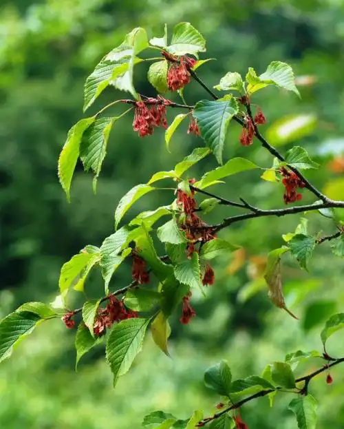 科属:领春木科,领春木属别名:云叶树,正心木,木桃学名:euptelenpleios