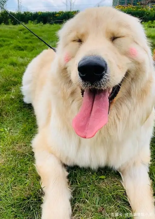 金萨宝宝之坚强的命运