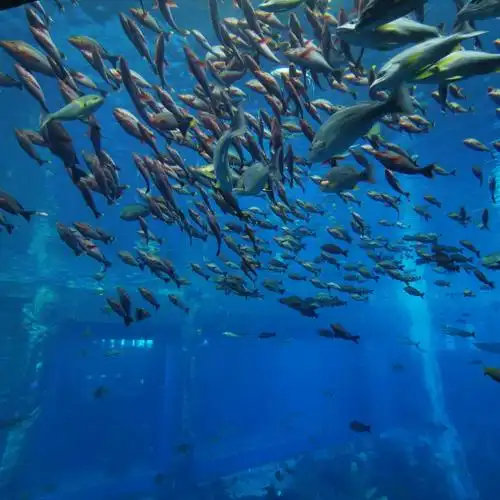 三亚亚特兰蒂斯海底公园