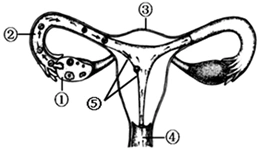下图是人体排卵,受精和怀孕的示意图 请据图回答