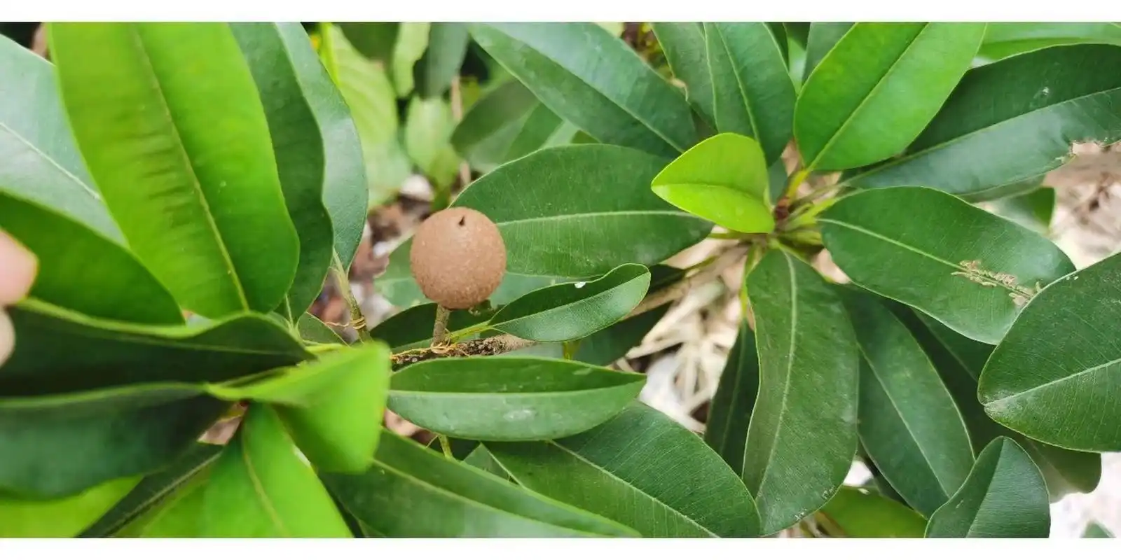 自家种的人参果树长果啦