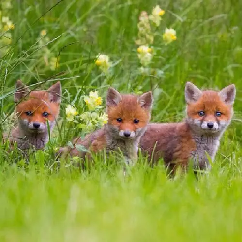 摄影师:grisschord peter