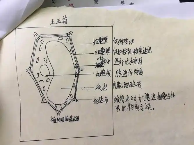 2020级2班植物细胞图