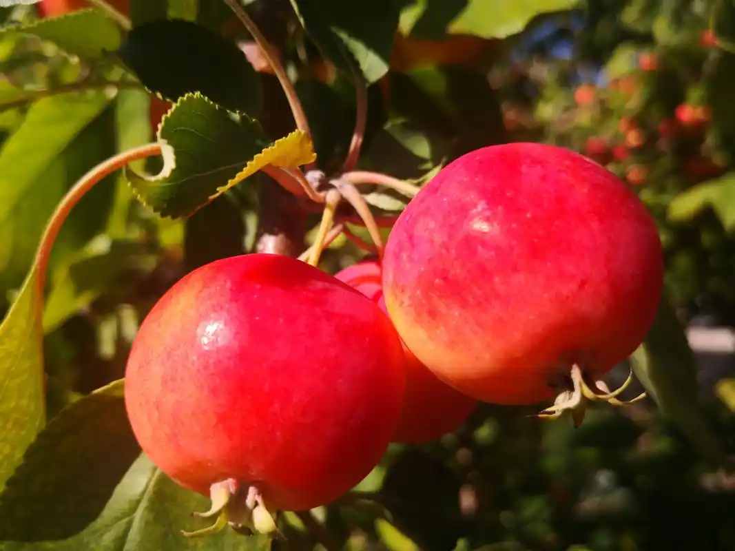 最美沙果来袭～~ 秋日里的沙果树, 已经挂满了红彤彤的果子.