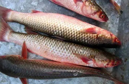 开春第一鲜,烟台梭鱼大丰收!"开冰梭"吃起来,错过又要等一年!