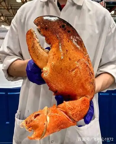 超市惊现巨大龙虾钳