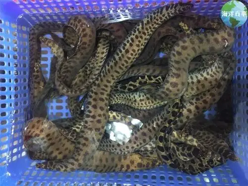 76_北京进口菲律宾海鳝鱼报关报检注意事项_万享进贸