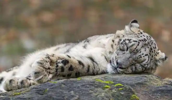 猫科动物的睡觉姿势出奇一致网友你们是商量好的吗