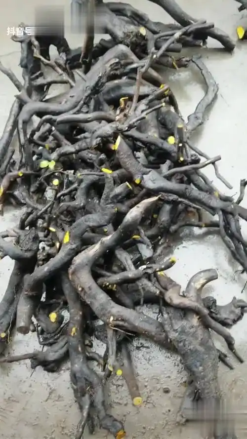 金弹子下山桩.渣渣价-三农视频-搜狐视频