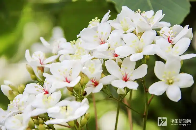 1/3连日来,我县各地的油桐花相继盛开,满树的花朵高雅洁白,在绿叶掩映