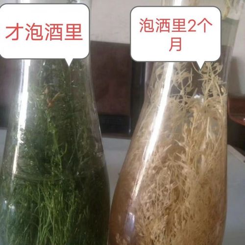 同仁堂(trt)酒仙草云南九龙草酒仙草中药绿珊瑚撒花一颗针泡酒料酒