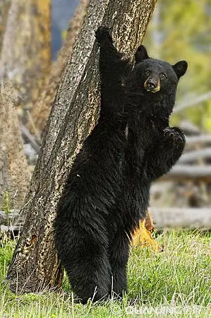 黑熊图片_图片大全