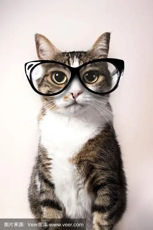 戴眼镜的家猫.