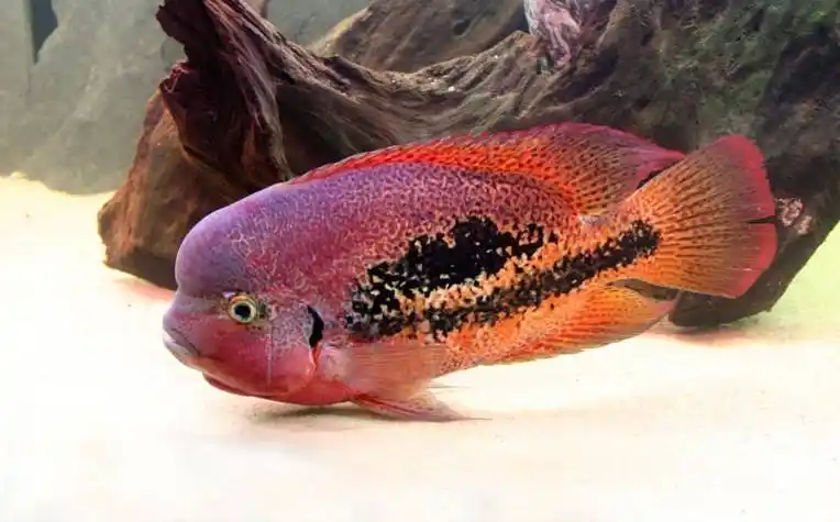 火口鱼图片 观赏鱼图片