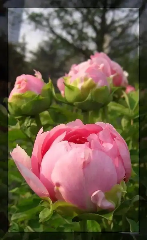 世界顶级牡丹花摄影作品欣赏