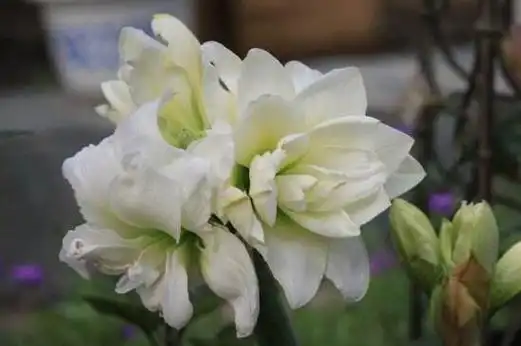 9,天平座(白孔雀)