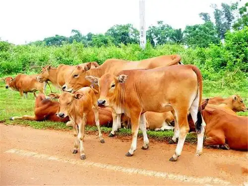 1,选择优良品种黄牛养殖经济效益提升的首要环节在丁选择优良的养殖